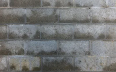 Mold After Water Damage: Why the Vegas Heat Speeds It Up